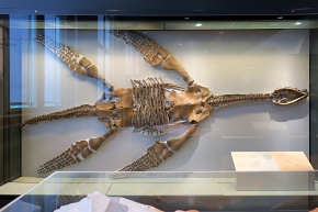 naturhistorisches museum der universitat zurich 8-2024 0914